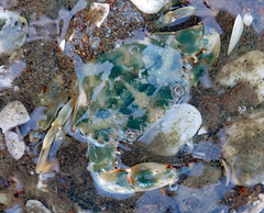 Charybdis japonica