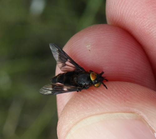 Black Deerfly