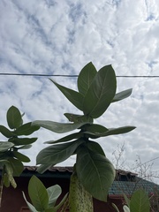 Calotropis procera image