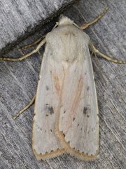 Agrotis vetusta