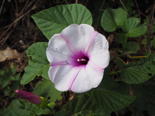 Stictocardia tiliifolia iNat (3)