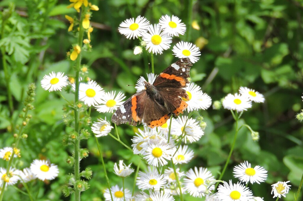 Red Admiral from Романівський район, Житомирська область, Україна on ...