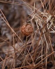 Disholcaspis spongiosa