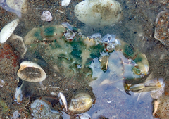 Charybdis japonica