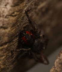Phidippus johnsoni