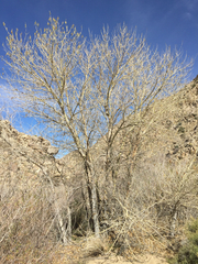 Populus fremontii fremontii