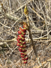 Populus fremontii fremontii