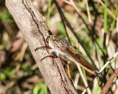 Colepia rufiventris