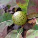 Oak Apple Gall Wasp - Photo (c) Even Dankowicz, some rights reserved (CC BY), uploaded by Even Dankowicz