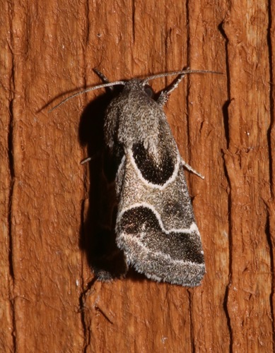 Scarce Meal-moth