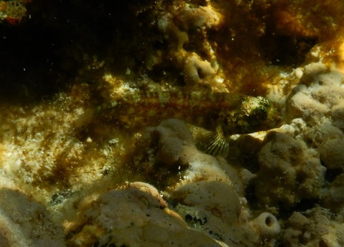 Helcogramma decurrens