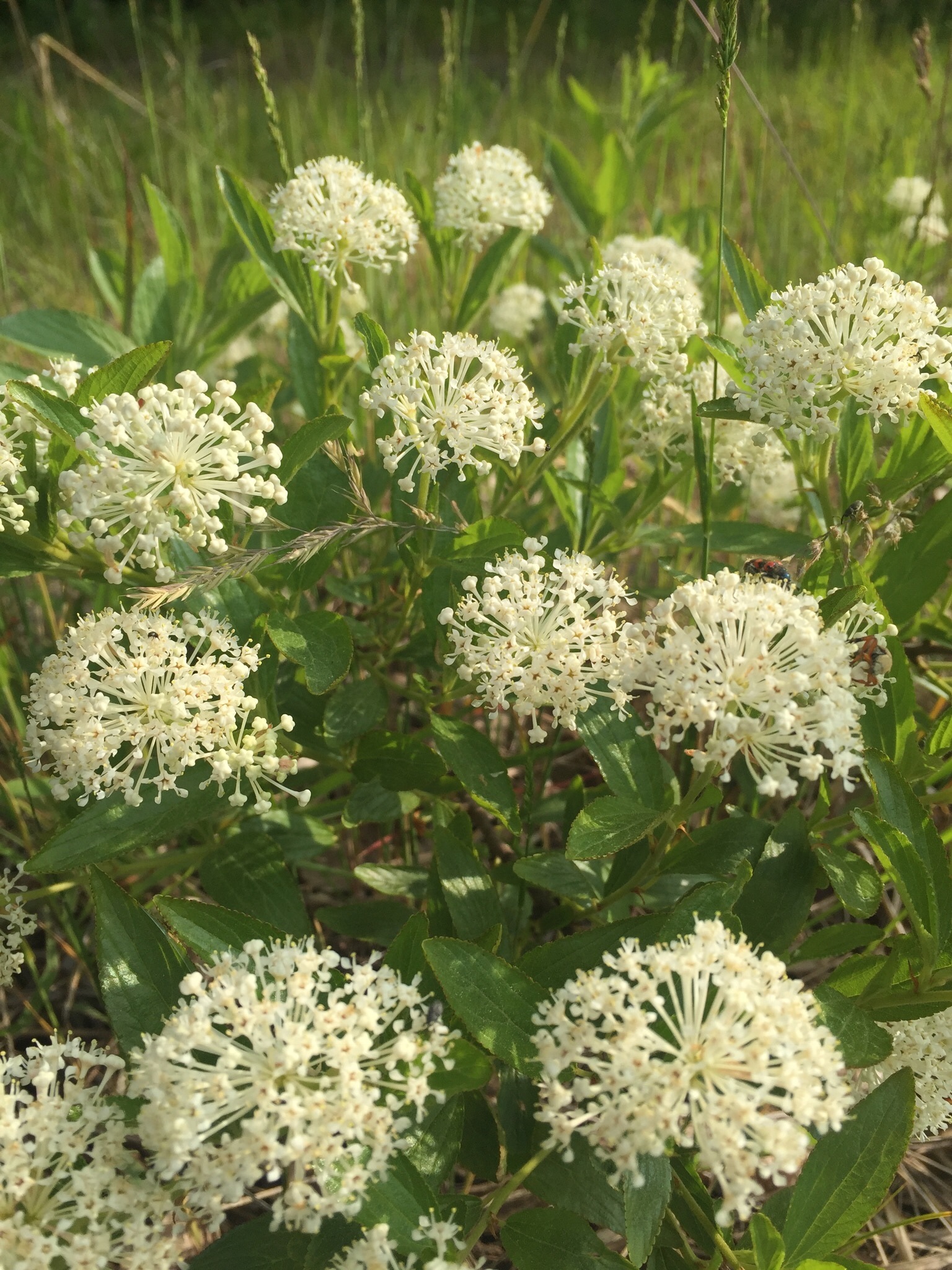 Ceanothus herbaceus