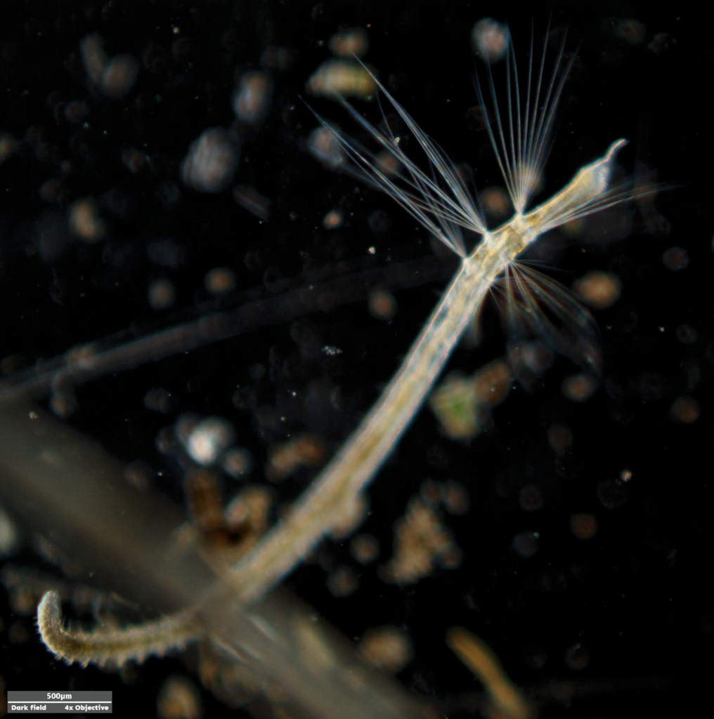 Aquatic Oligochaete Worm