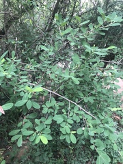 Erythroxylum delagoense