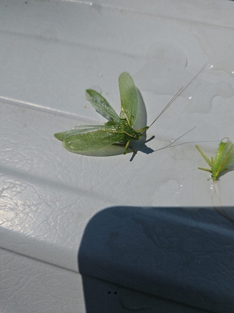 Northern Bush Katydid