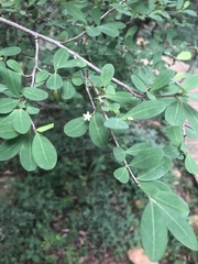 Erythroxylum delagoense
