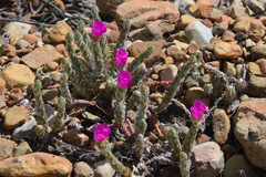 Portulaca giuliettiae