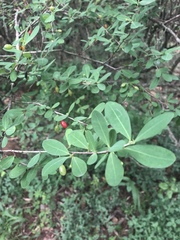 Erythroxylum delagoense