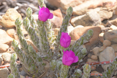 Portulaca giuliettiae