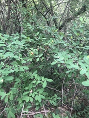 Erythroxylum delagoense