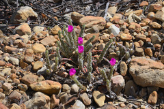Portulaca giuliettiae