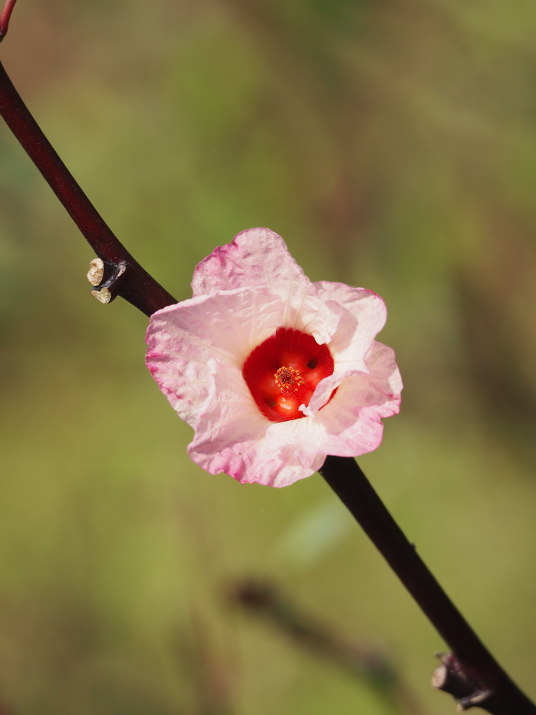 Sabdariffa gossypiifolia