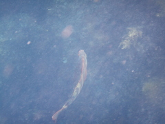 Goniistius rubrolabiatus