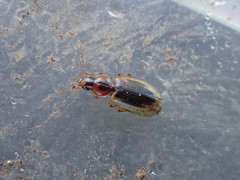 Tanystoma maculicolle