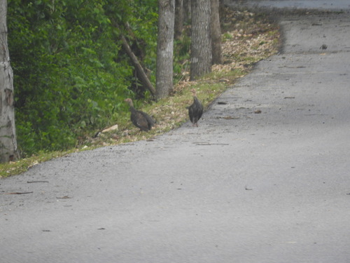 Pavo o guajolote ocelado