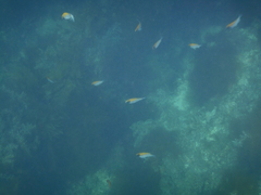 Chromis klunzingeri