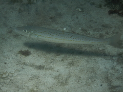 King George Whiting