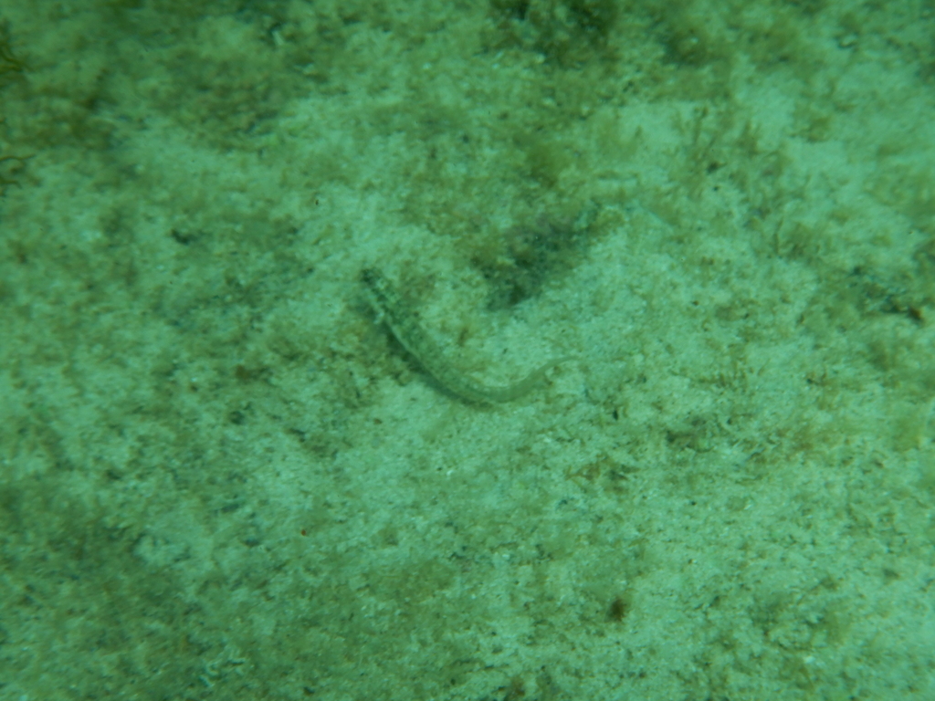 Germain's Blenny