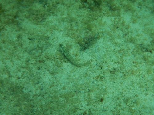 Omobranchus germaini