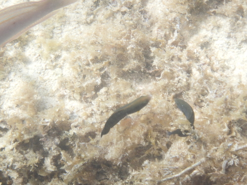 Anampses geographicus