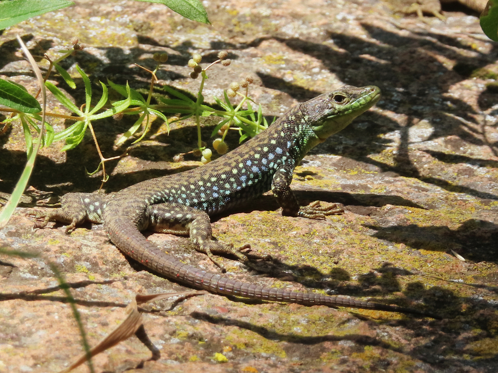 Radde's Lizard