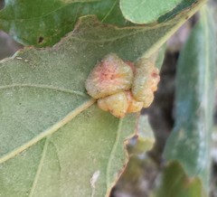 Andricus nigricens