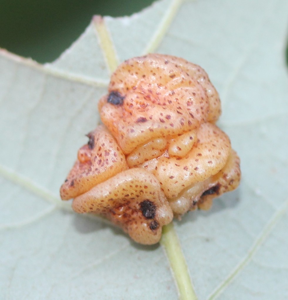 Andricus nigricens