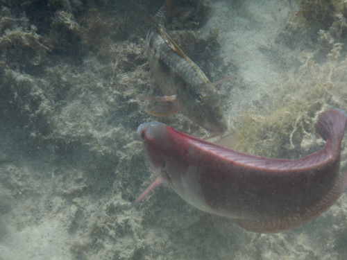 Upeneichthys vlamingii