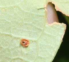 Neuroterus tantulus