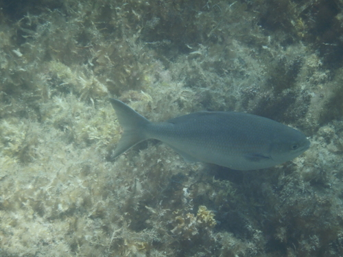 Kyphosus cornelii