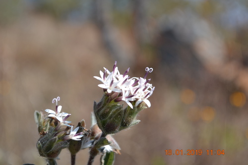 Lagascea angustifolia