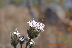 Lagascea angustifolia