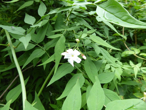 Jasminum officinale