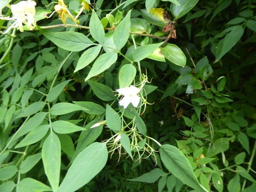 Image of Jasminum officinale by (c) jamie-aa, some rights reserved (CC BY)