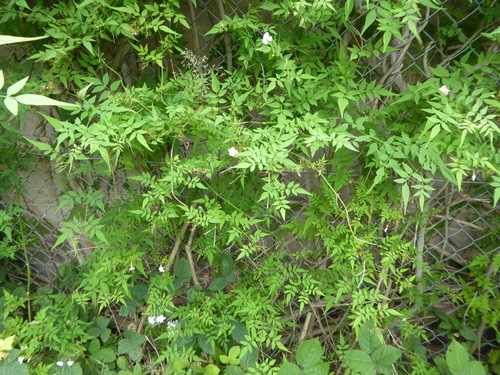 Image of Jasminum officinale by (c) jamie-aa, some rights reserved (CC BY)