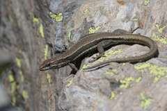 Aurelio's Rock Lizard photo 3