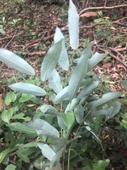 Monanthotaxis caffra