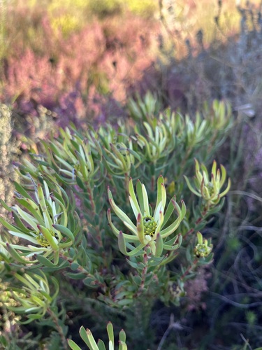 Modest Lineleaf Conebush (Leucadendron linifolium)