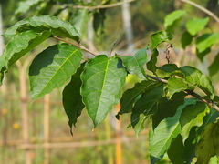 Bunchosia argentea