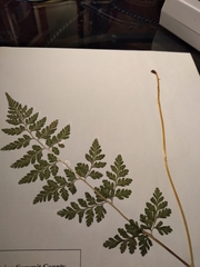 Cystopteris protrusa